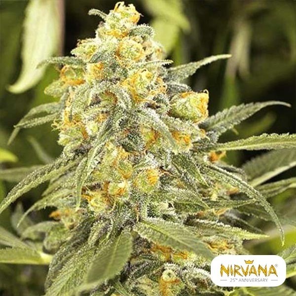 View Green Crack Marijuana Plant