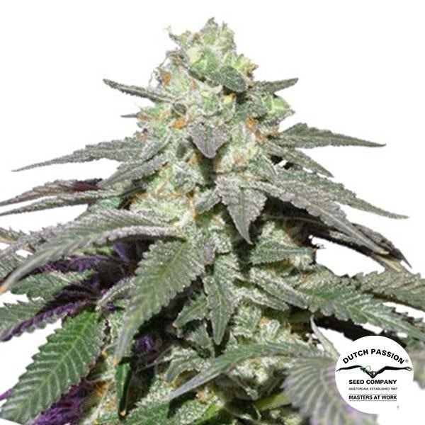View Auto Skywalker Haze Marijuana Plant