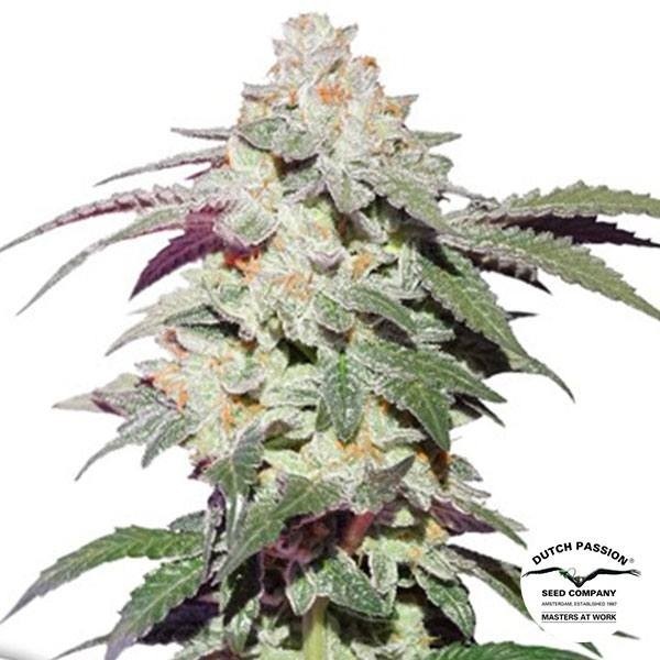 View Skywalker Haze Marijuana Plant