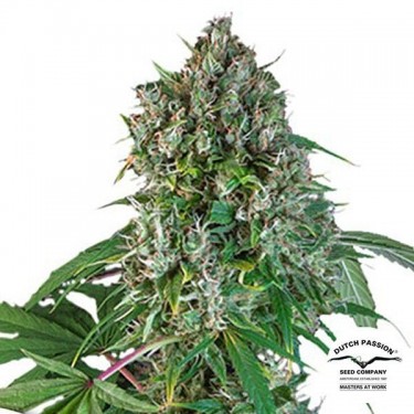 Karels Herer Haze Marijuana Plant