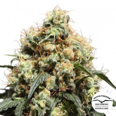 Bruce Lemon Diesel Marijuana Plant
