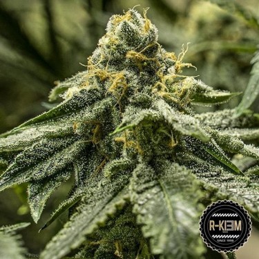 2y2 Marijuana Plant