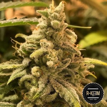 DeadCheese Marijuana Plant