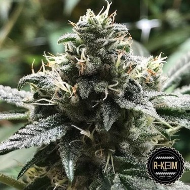 ELI Marijuana Plant