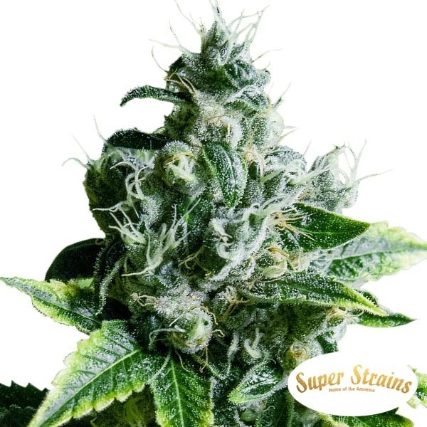 View Eden CBD Marijuana Plant