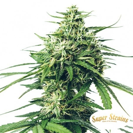 Saga CBD Marijuana Plant