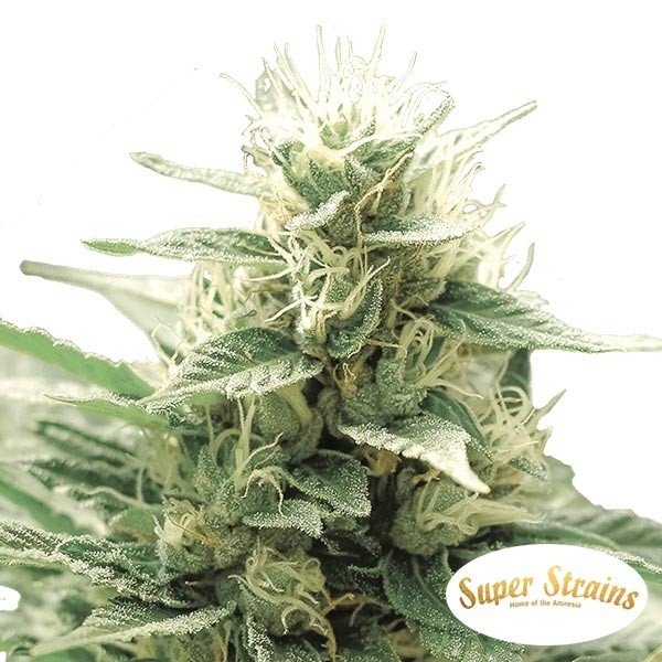 Agartha CBD Marijuana Plant