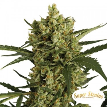 Crackers Marijuana Plant