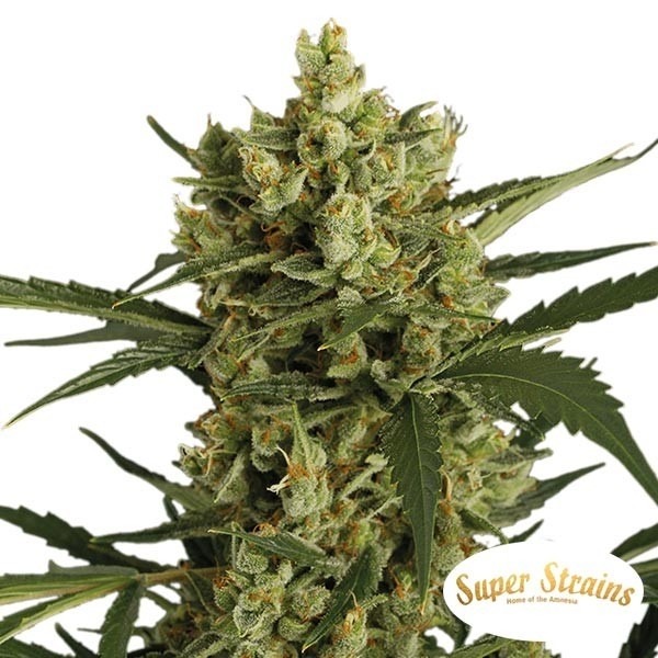Crackers Marijuana Plant