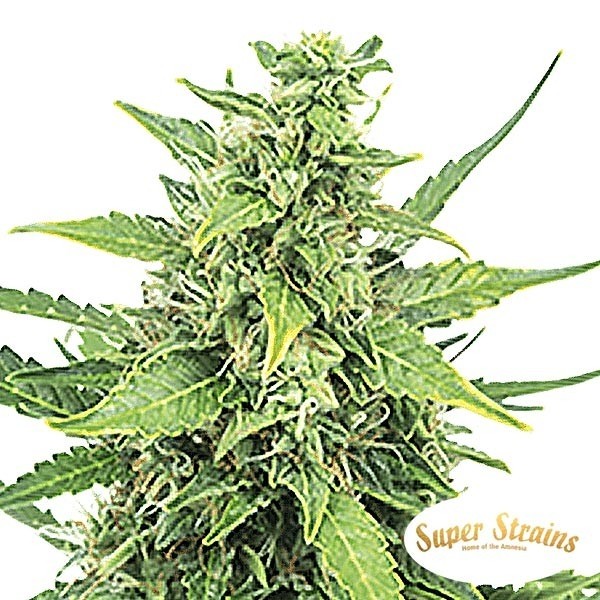 Hermana de la Noche Marijuana Plant