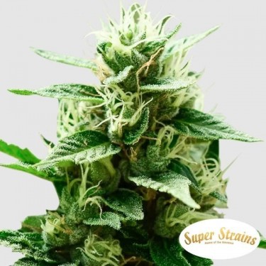Mexican Candy Marijuana Plant