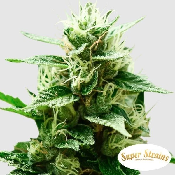 Mexican Candy Marijuana Plant