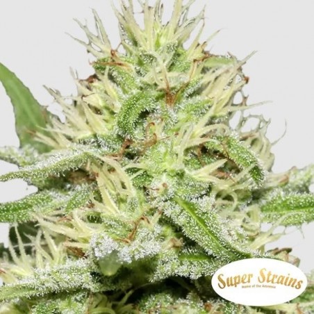 Enemy's Dream Marijuana Plant
