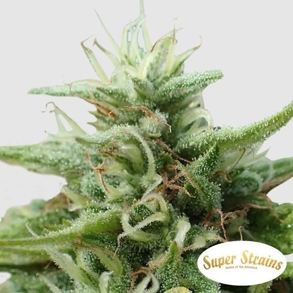 Cookies Krush Marijuana Plant