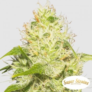 La Jefa Marijuana Plant