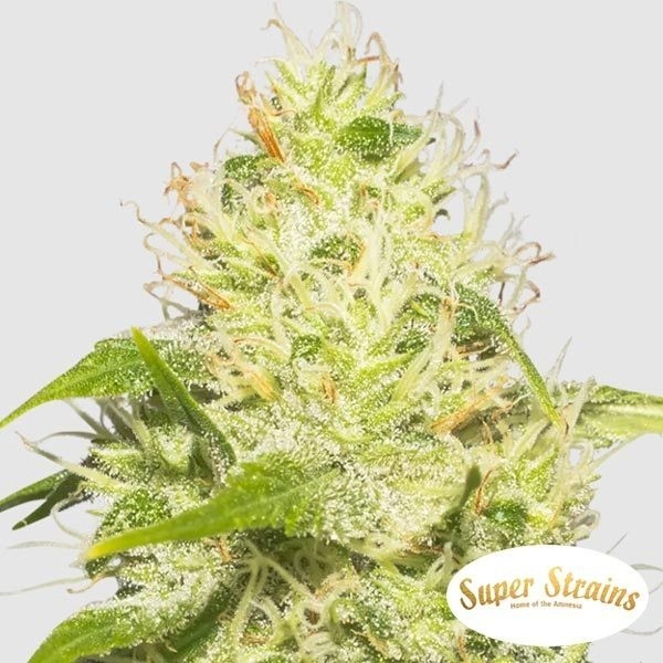 La Jefa Marijuana Plant