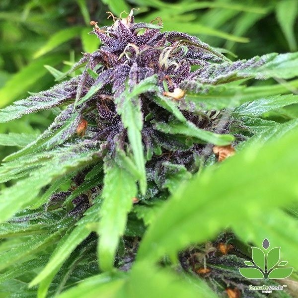View Purple Maroc Marijuana Plant