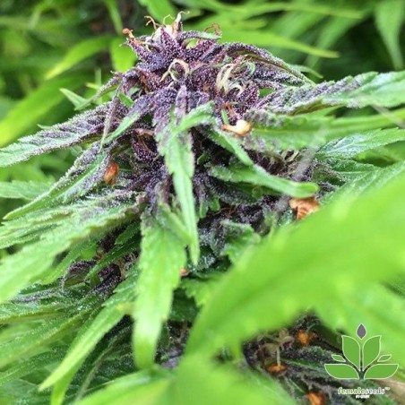 Purple Maroc Marijuana Plant
