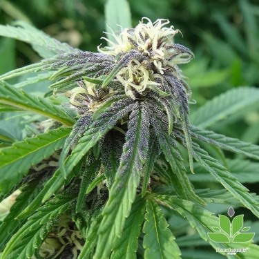 Easy Sativa Marijuana Plant