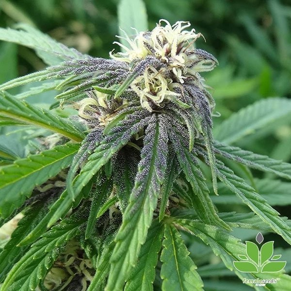 View Easy Sativa Marijuana Plant