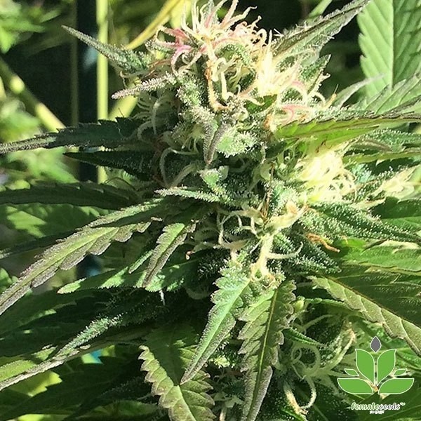 Outdoor Grapefruit Marijuana Plant