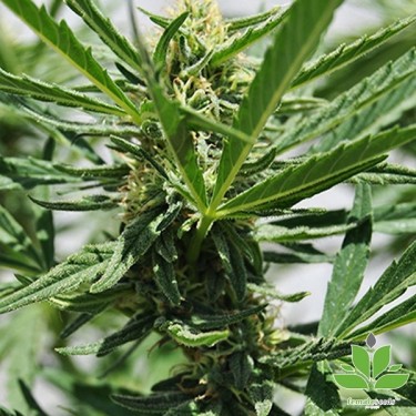 Critical Sour Marijuana Plant