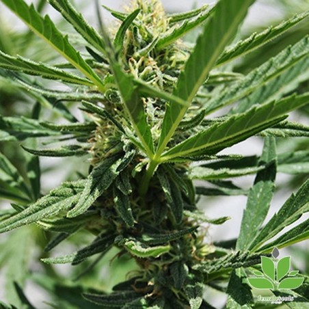 Critical Sour Marijuana Plant