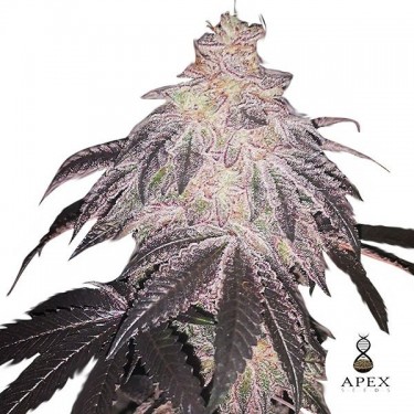 White Runtz Marijuana Plant