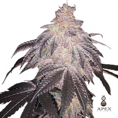 White Runtz Marijuana Plant