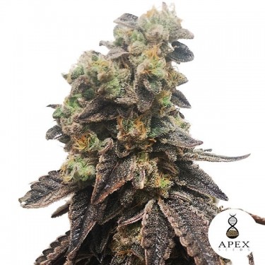 Wedding Crasher Marijuana Plant