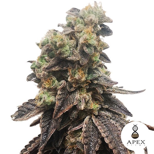 View Wedding Crasher Marijuana Plant