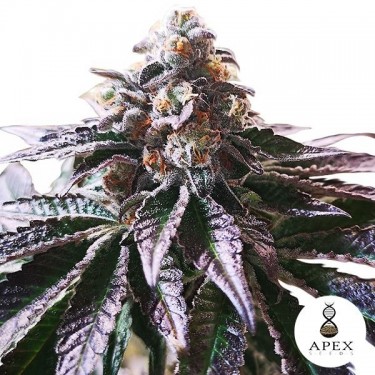 Magic Cookies Sorbet Marijuana Plant