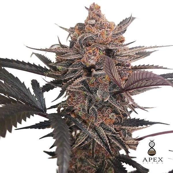 View X-Med CBD Plus Marijuana Plant