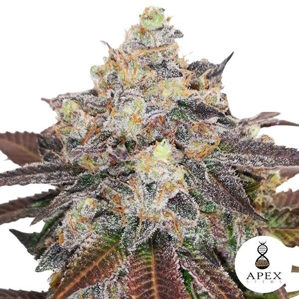 View Auto Critical Sorbet XXL Marijuana Plant