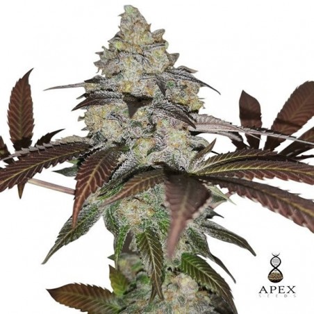 Auto Sorbet Marijuana Plant