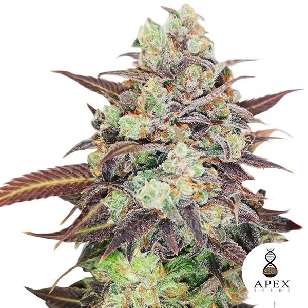 View Auto Wedding Crasher Marijuana Plant