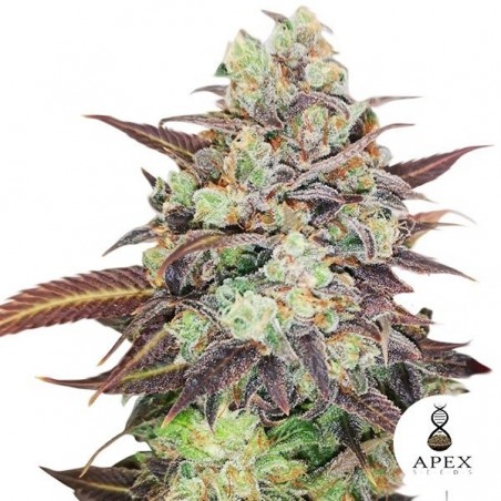 Auto Wedding Crasher Marijuana Plant