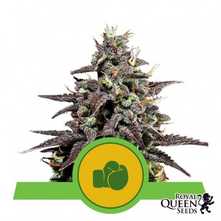 Purple Punch Automatic Marijuana Plant