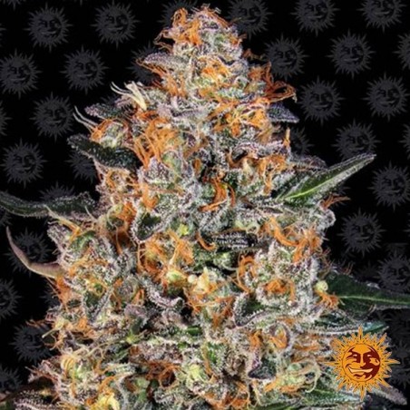 Bubba Kush Marijuana Plant