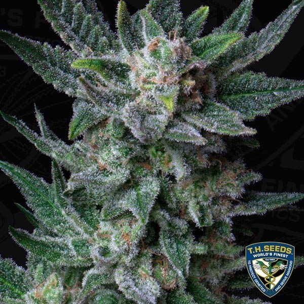 View Auto Bubblegum Cannabis Plant