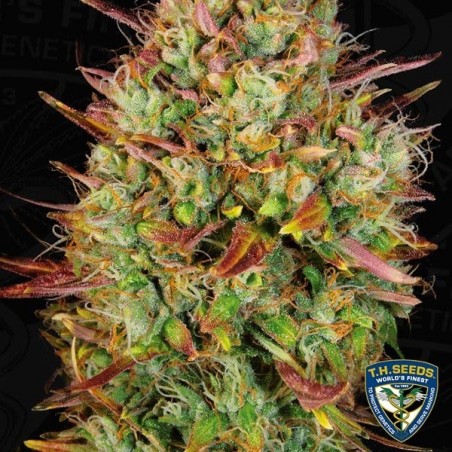 Auto MK-Ultra Cannabis Plant