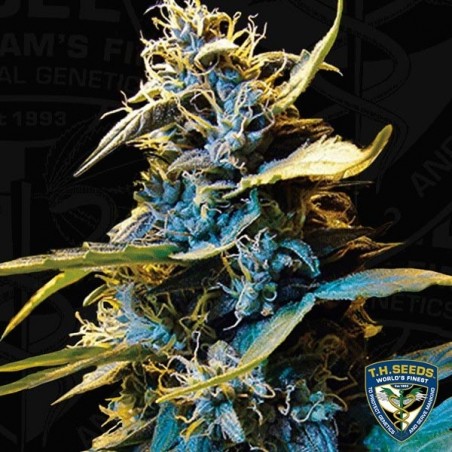 Auto Northern Hog Cannabis Plant