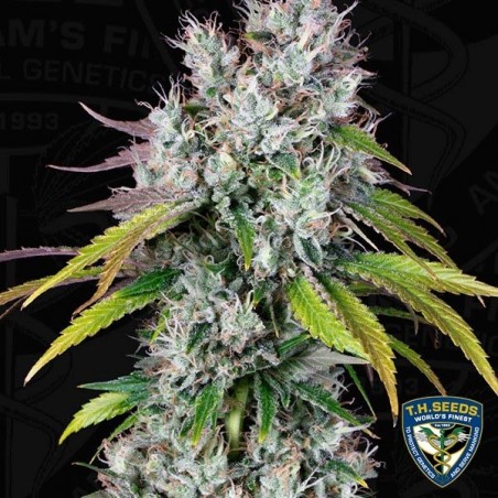 Underdawg Cannabis Plant