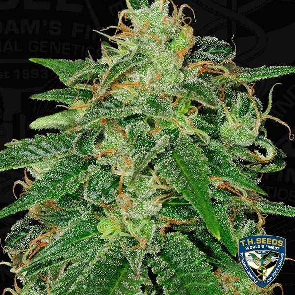 View S.A.G.E. Cannabis Plant