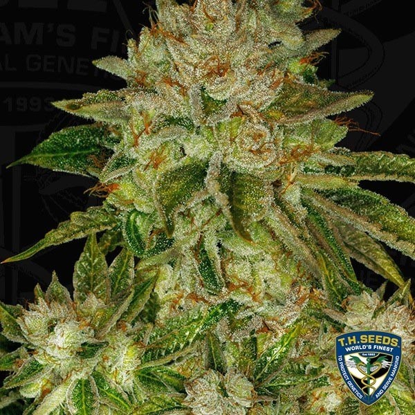 View MK Ultra Cannabis Plant