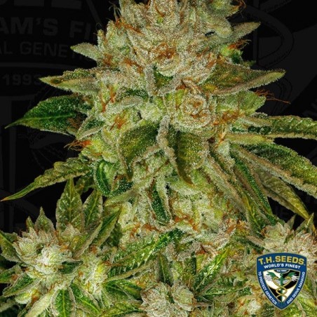 MK Ultra Cannabis Plant