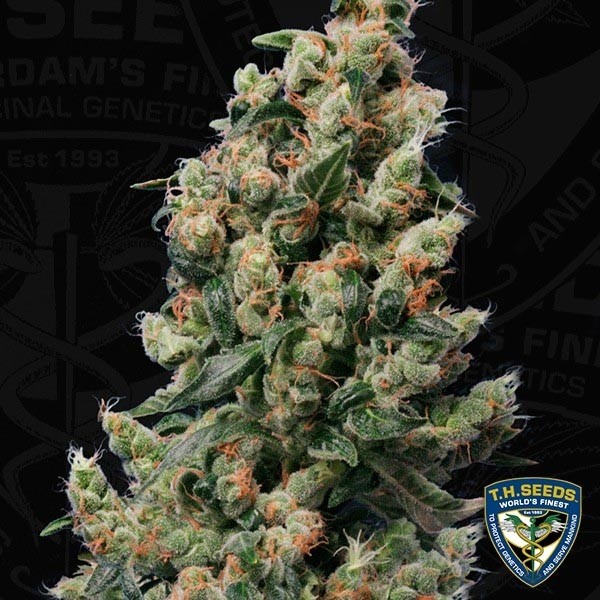 View Kushage Cannabis Plant