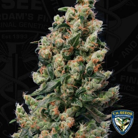 Kushage Cannabis Plant