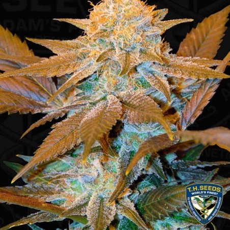 Critical Hog Cannabis Plant