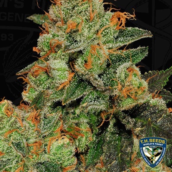 View Bubblegum Cannabis Plant